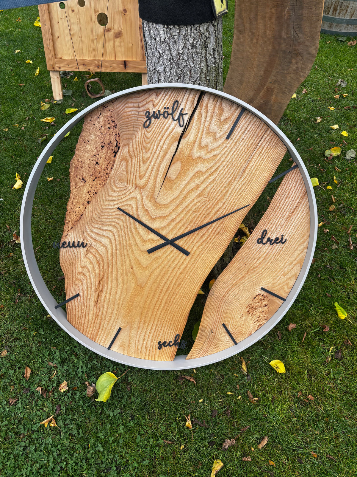 80 cm Esche mit Wucherungen